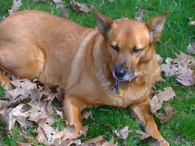 Ginger