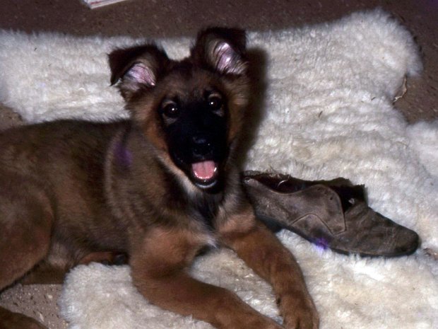Pippin