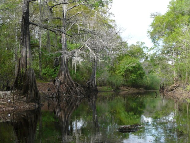 Withlacoochee_River