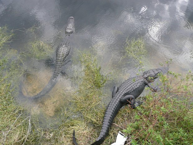 Everglades