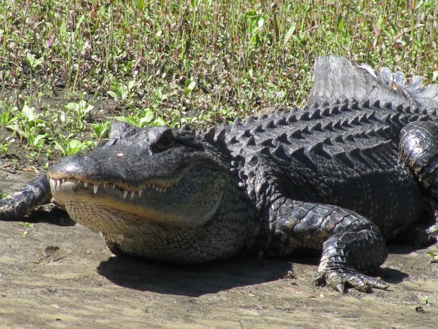 Florida 2011